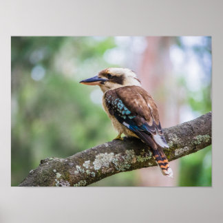 Kookaburra Poster