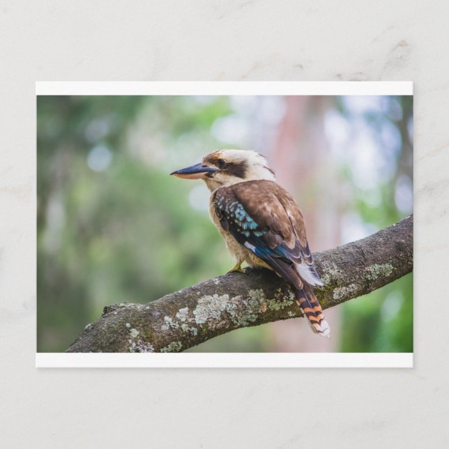 Kookaburra Postkarte (Vorderseite)