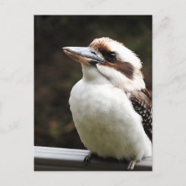 Kookaburra Postkarte