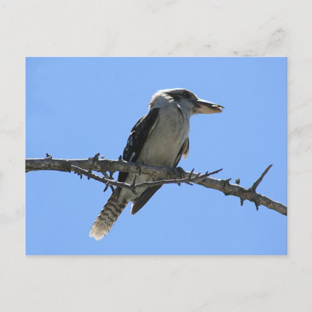 Kookaburra Postkarte (Vorderseite)