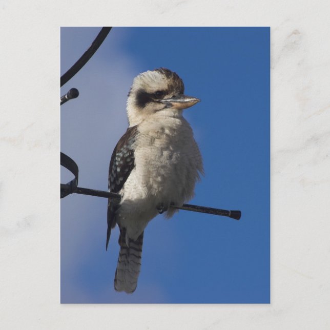 Kookaburra Postkarte (Vorderseite)