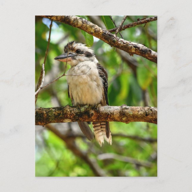KOOKABURRA QUEENSLAND AUSTRALIA POSTKARTE (Vorderseite)