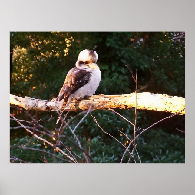 KOOKABURRA SITS.. Poster (Vorne)