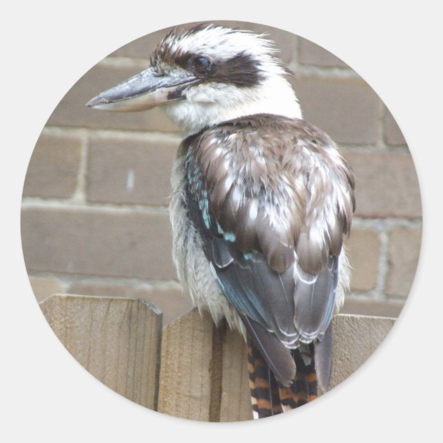 Kookaburra Sticker (Vorderseite)