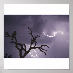 Kookaburra Storm Poster