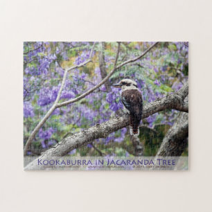 Kookaburra und Jacaranda