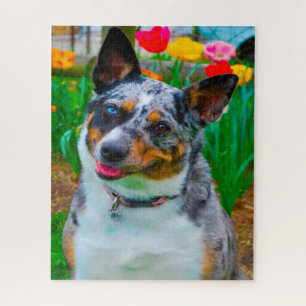 Koolie Hund.