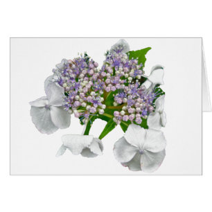 Koordinationselemente für Blue Lace Hydrangea