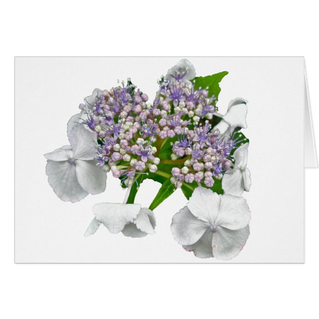 Koordinationselemente für Blue Lace Hydrangea (Vorderseite (Horizontal))