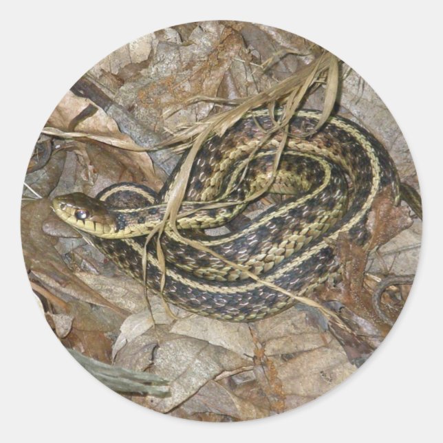 Koordinationsgegenstände der Young Eastern Garter  Runder Aufkleber (Vorderseite)