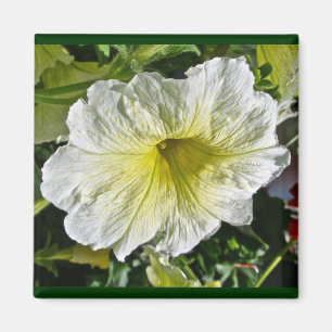 Koordinierelemente der weißen Petunia-Serie Magnet