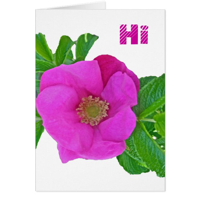 Koordinierelemente für die Rose von Hot Pink Beach (Vorne)