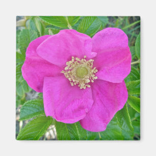 Koordinierelemente für die Rose von Hot Pink Beach Magnet