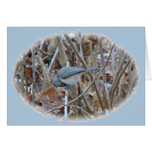 Koordinierelemente von Tufted Titmouse Songbird