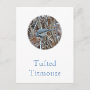 Koordinierelemente von Tufted Titmouse Songbird Postkarte