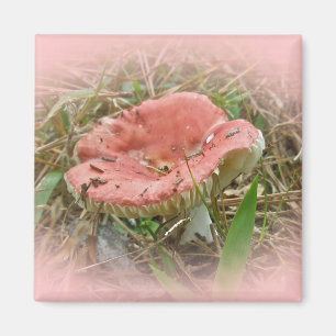 Koordinierte Elemente im Rosa Pilz Magnet