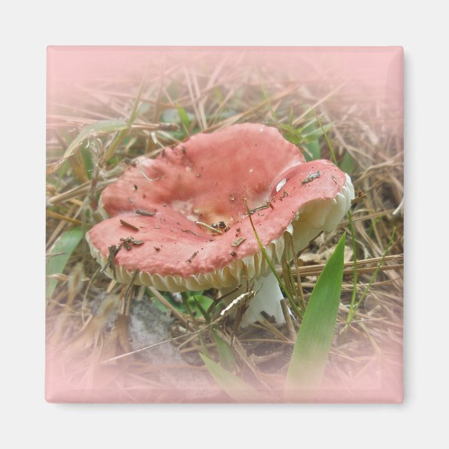 Koordinierte Elemente im Rosa Pilz Magnet (Vorne)