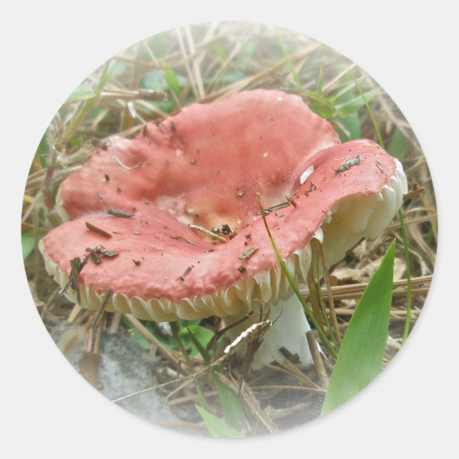 Koordinierte Elemente im Rosa Pilz Runder Aufkleber (Vorderseite)