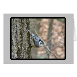 Koordinierte Gegenstände von Slate Gray Nuthatch S