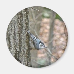 Koordinierte Gegenstände von Slate Gray Nuthatch S Magnet