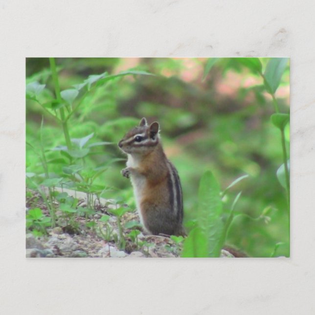 Kooskooskia Idaho Mammals Deer Animals Chipmunk Postkarte (Vorderseite)
