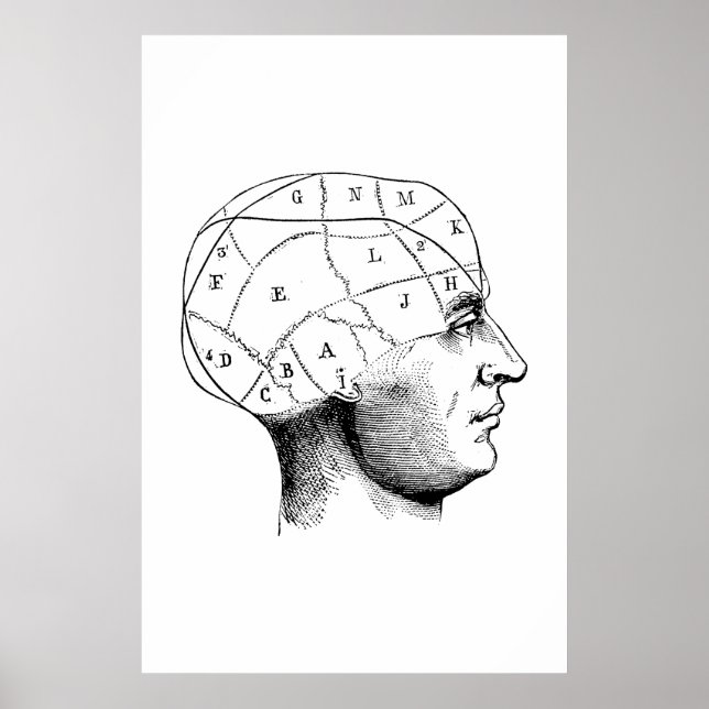 Kopf-Anatomie-Illustrationspopster Poster (Vorne)