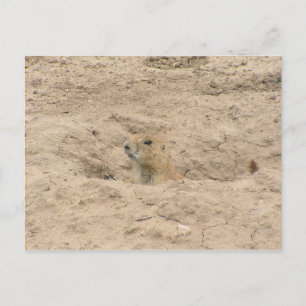 Kopf aus der Last Postkarte