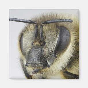 Kopf der Honigbiene Magnet