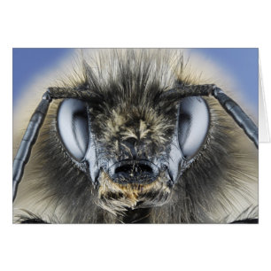 Kopf der Hummel