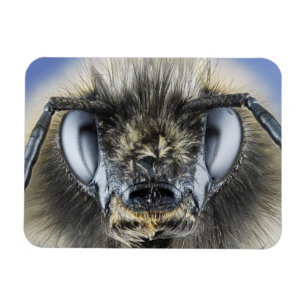 Kopf der Hummel Magnet