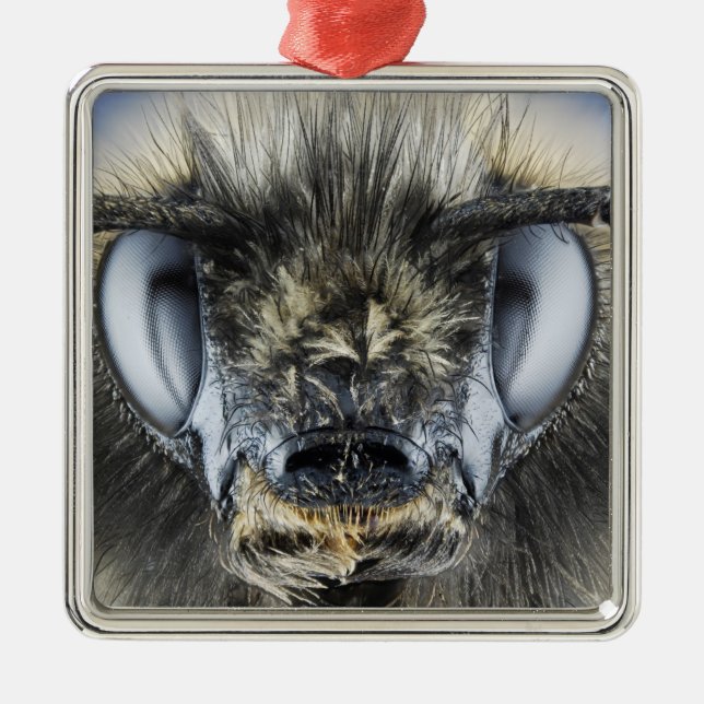 Kopf der Hummel Silbernes Ornament (Vorne)
