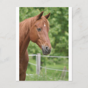 Kopf des braunen Pferdes Postkarte