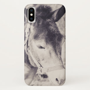 Kopf des Donkey 2001 title_seo2