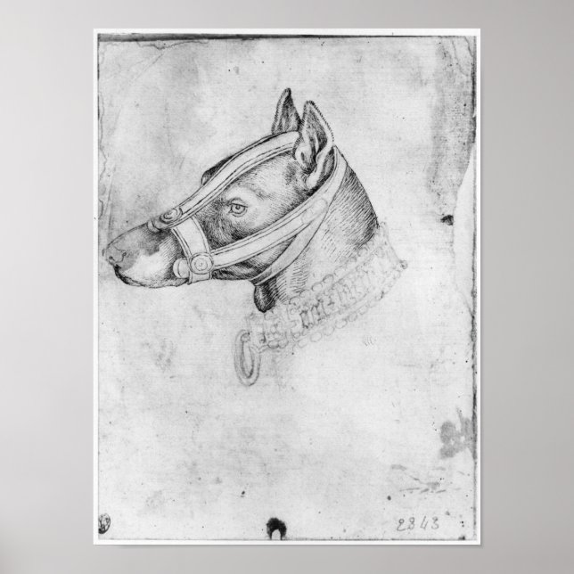Kopf eines muzzled Hundes Poster (Vorne)