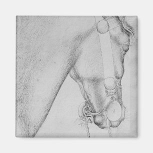 Kopf eines Pferds, vom Vallardi Album Magnet