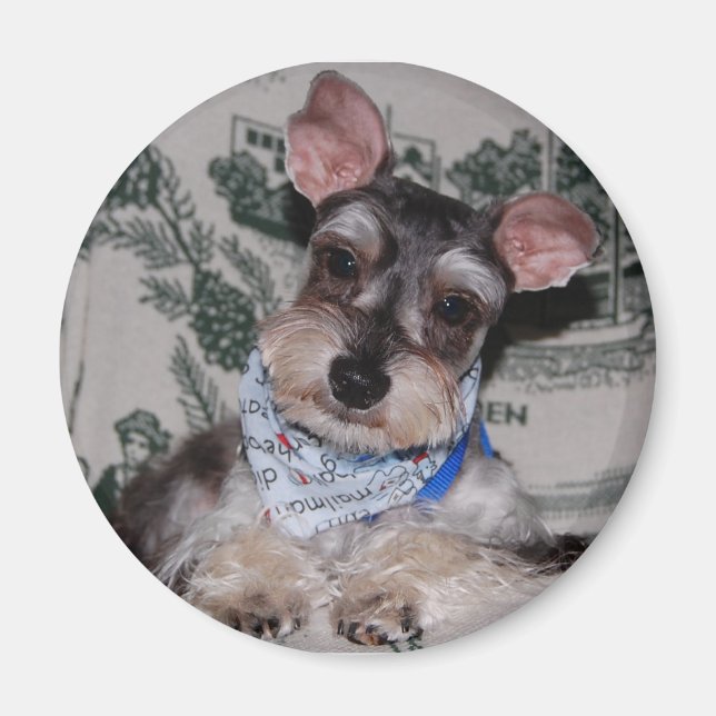 Kopf gecockt magnet (Vorne)