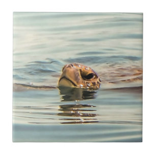 Kopf Oberhalb Wasser Schildkröte Ozean Wildlife Ar Fliese