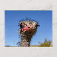 Kopf vom Vogel Strauß Postkarte