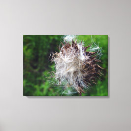 Köpfchen der Kratzdistel  Leinwanddruck