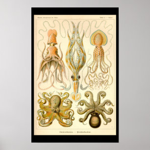 Kopffüßer Oktopus Tintenfisch Meeresnatur Poster