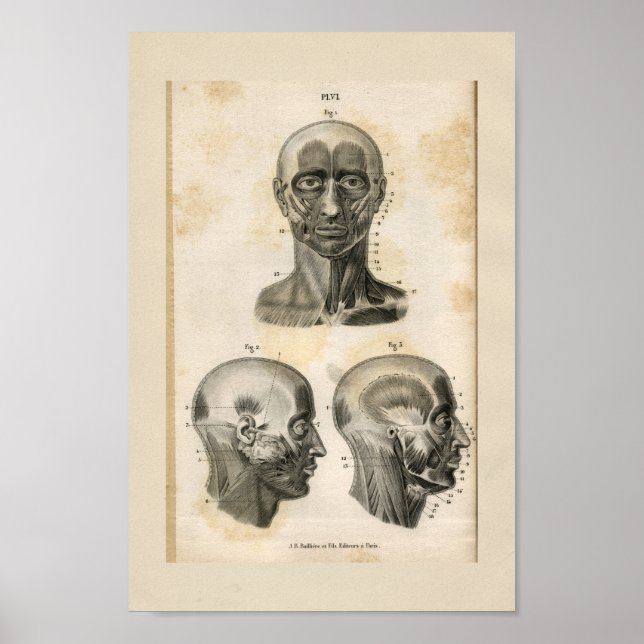 Kopfnackmuskeln Vintage Anatomie Druck Poster (Vorne)