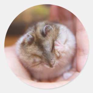 Kopfschmerzen eines Hamsters Runder Aufkleber