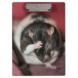 Kopfschmerzen Klemmbrett