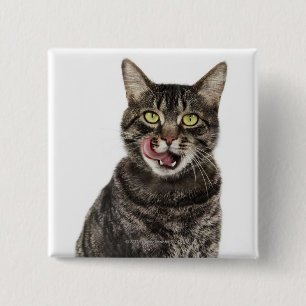 Kopfschuss einer männlichen Katze, die beim Schauk Button