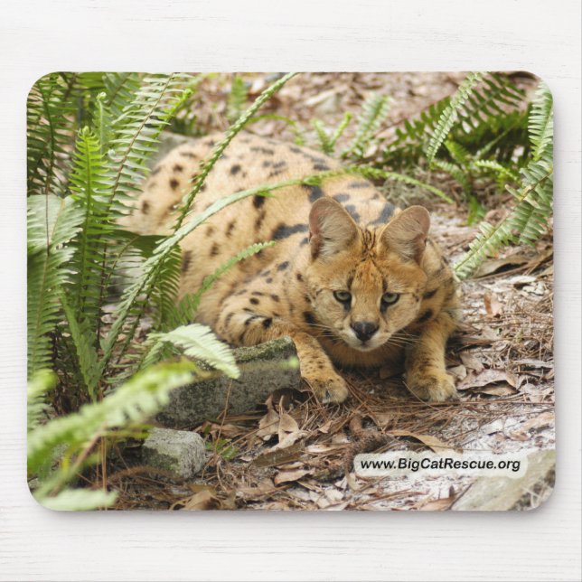 Kopie des Serval 019 Mousepad (Vorne)