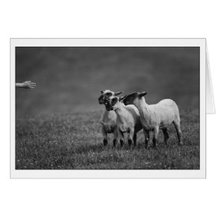 Kopie IMG_9504