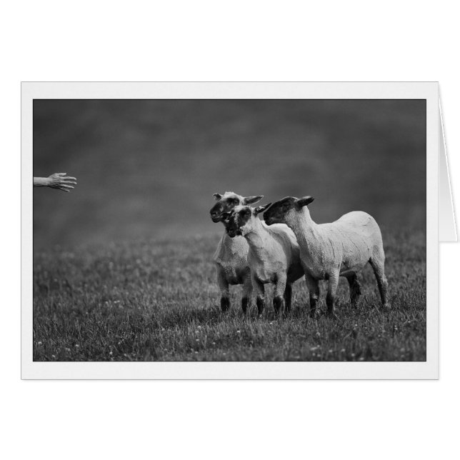 Kopie IMG_9504 (Vorderseite (Horizontal))