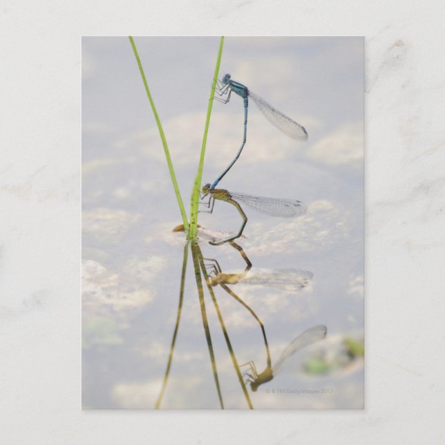 Kopulation von Damselflies Postkarte (Vorderseite)