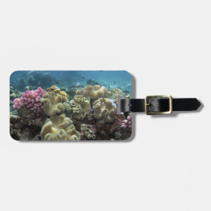 Koralle, Agincourt-Riff, Great Barrier Reef, Gepäckanhänger