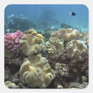 Koralle, Agincourt-Riff, Great Barrier Reef, Quadratischer Aufkleber